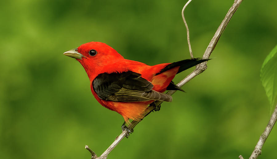 Scarlet Tanager Photograph by Julie Barrick