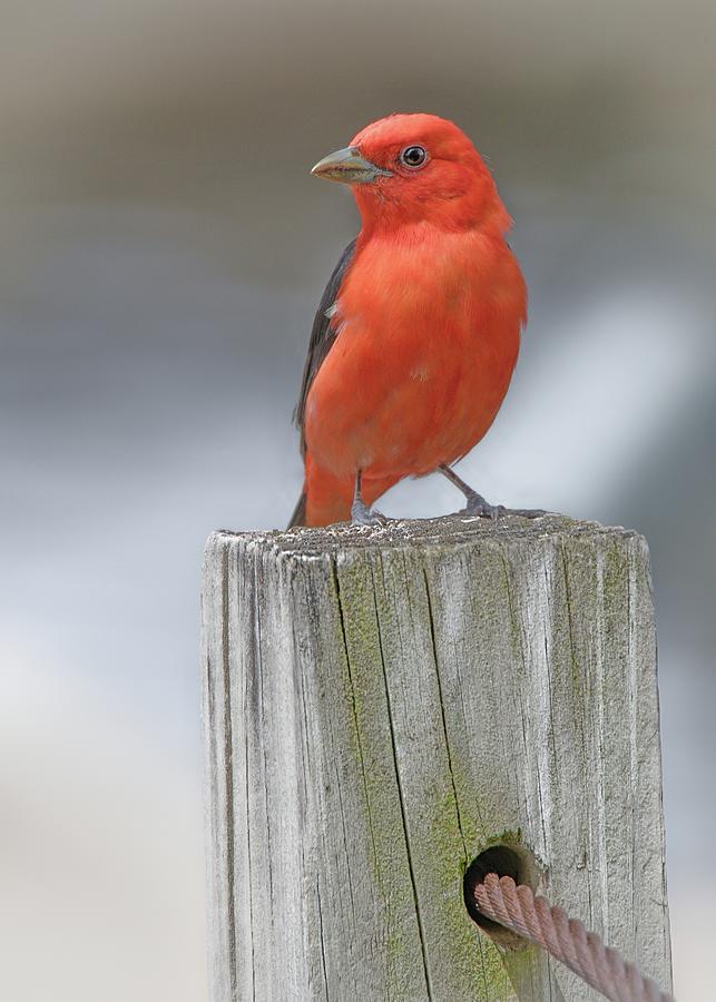 Scarlet Tanager On A Dock Photograph by Jim Hughes