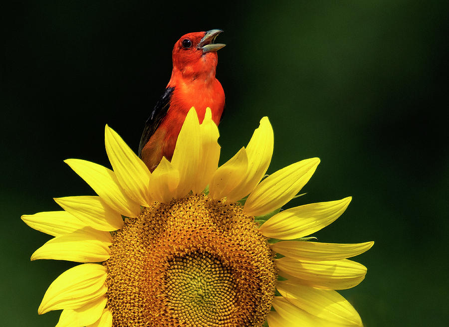 Scarlet Tanager on Yellow Photograph by Art Cole
