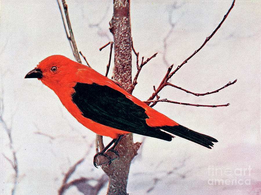 scarlet tanager Piranga olivacea c1 Photograph by Historic illustrations