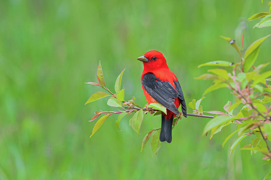 Scarlet Tanager Photograph by Sheen Watkins