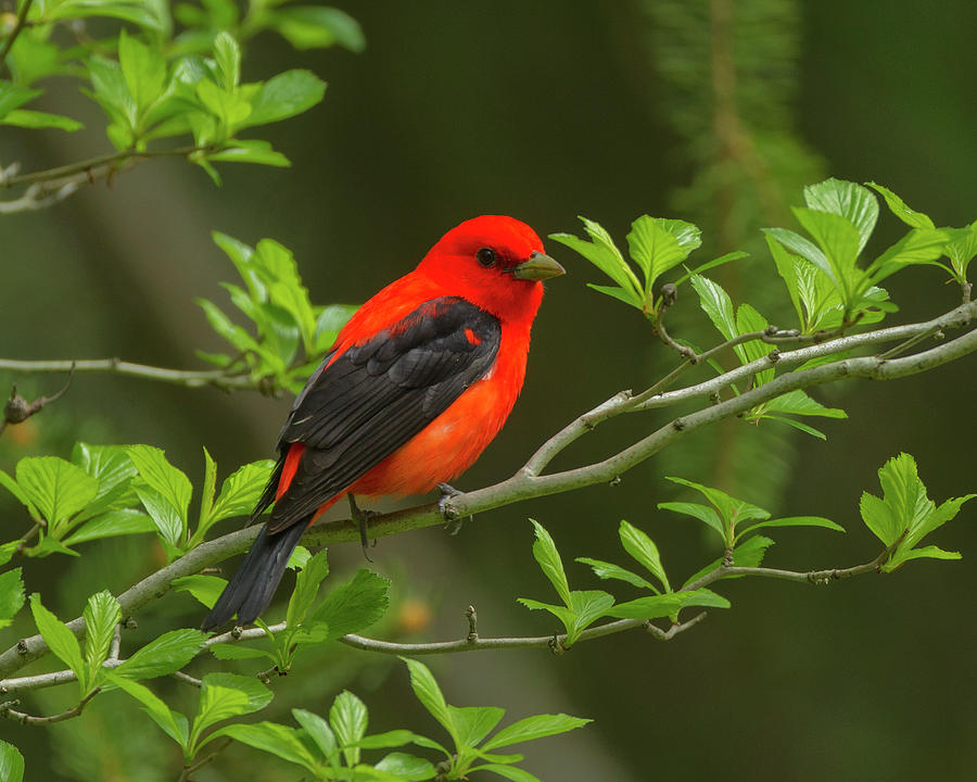Scarlet Tanager Photograph by Timothy McIntyre