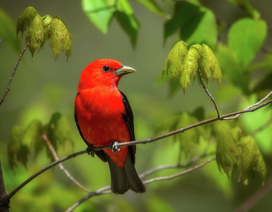 Scarlet Tanager Photograph by Tracy Munson