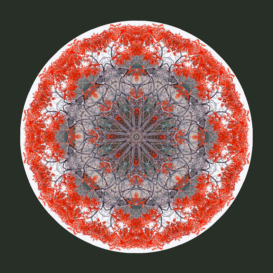 Scarlet Tree Mandala Digital Art