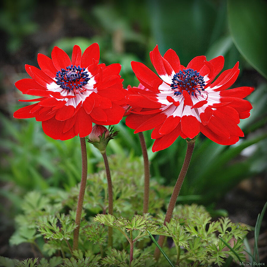 Scarlet Twin Anemones Photograph by Marilyn DeBlock