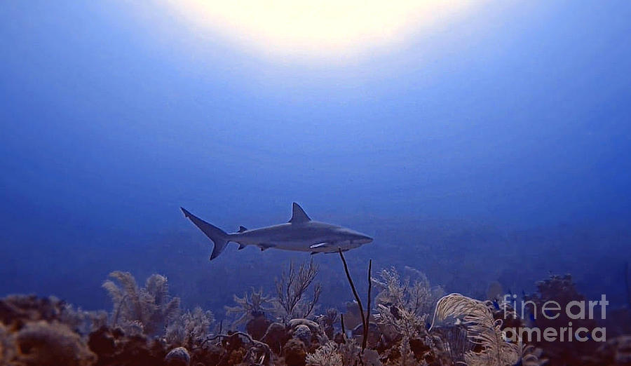 Reef Shark Photograph - Scarlett by Kip Vidrine