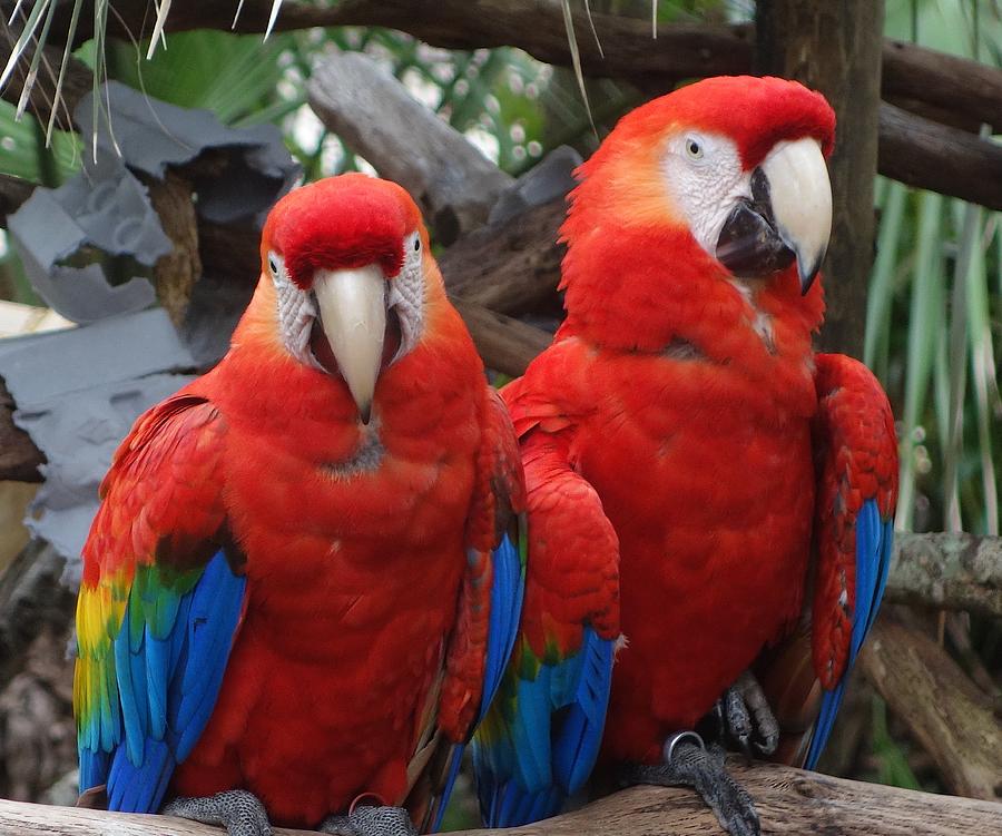 Scarlett Macaws Photograph By Melinda Saminski - Fine Art America