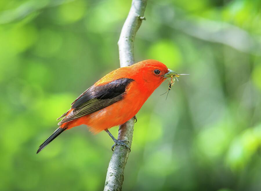 Scarlett Tanager and Prey Photograph by Tracy Munson