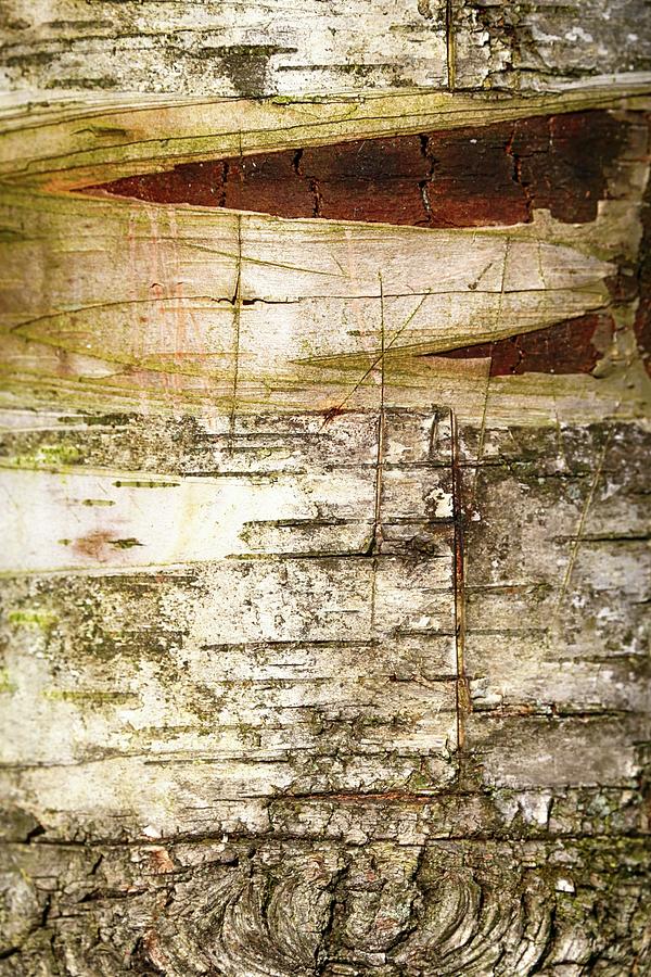 Scarred Birch 022524 Photograph by Mary Bedy