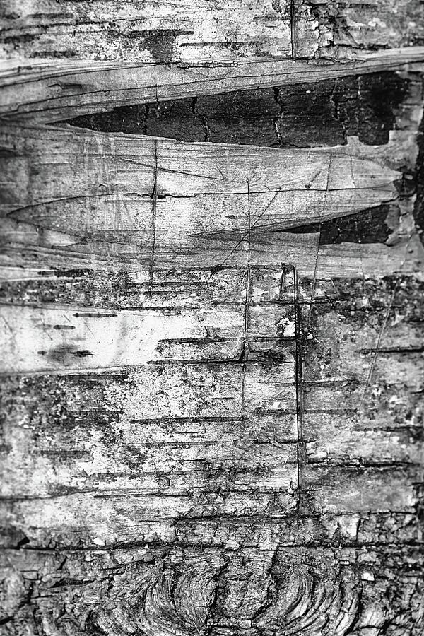 Scarred Birch BW 022524 Photograph by Mary Bedy