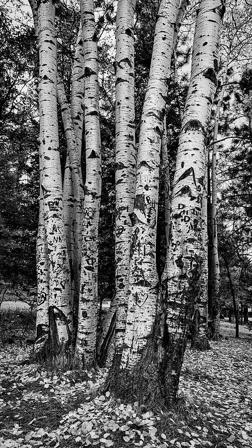 Scarred Relationships - Aspens Photograph by Stephen Stookey