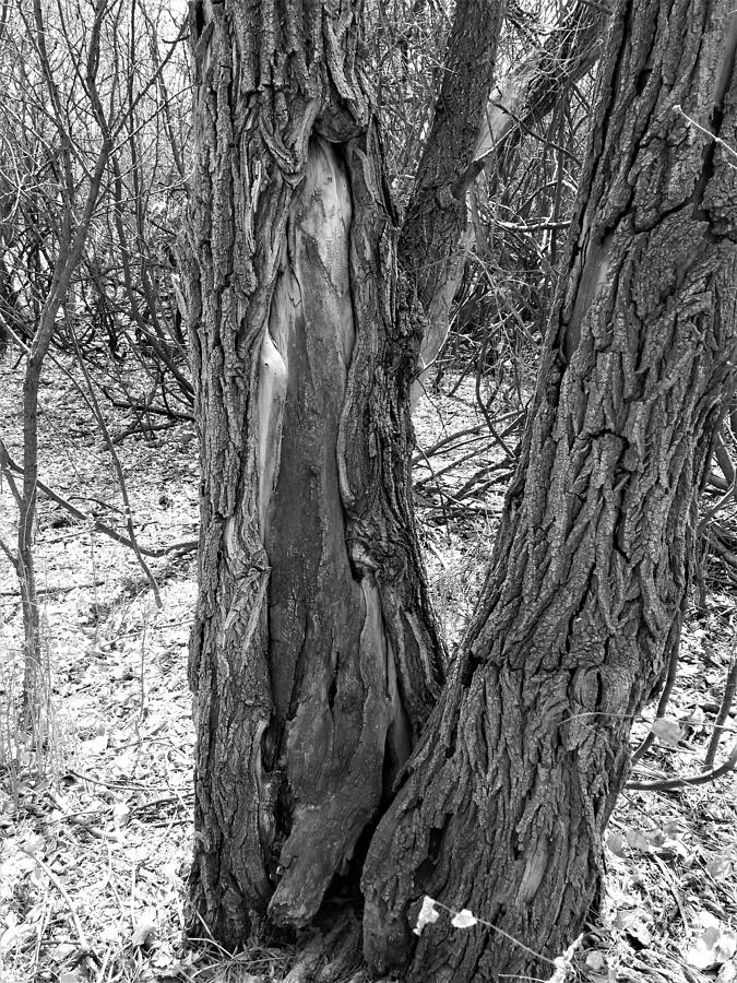 Scarred Tree Photograph by Amanda R Wright