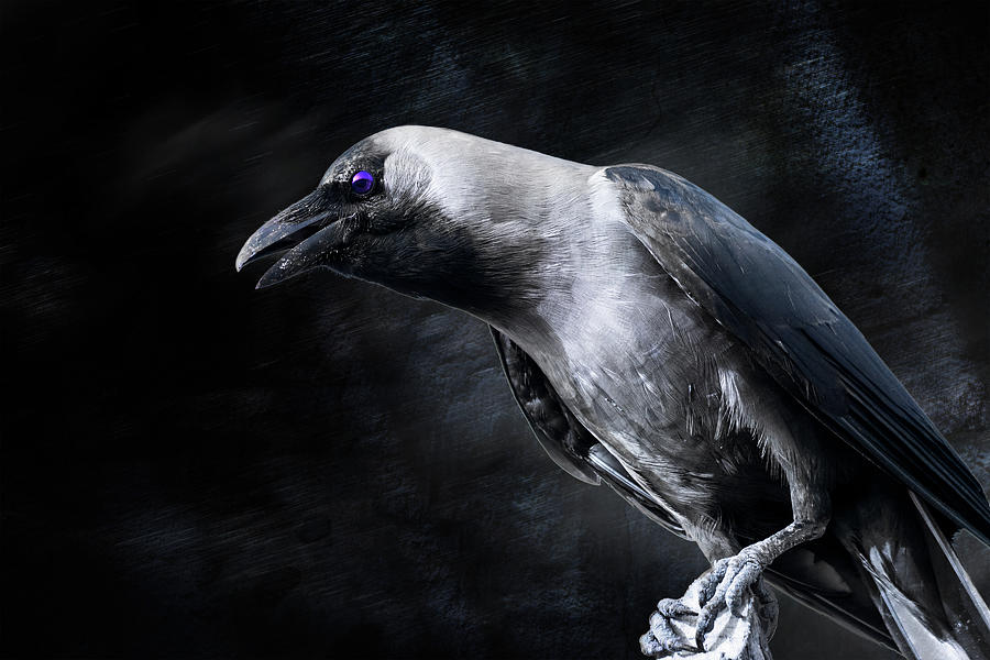 Scary Crow Photograph by Amit Dabas - Fine Art America