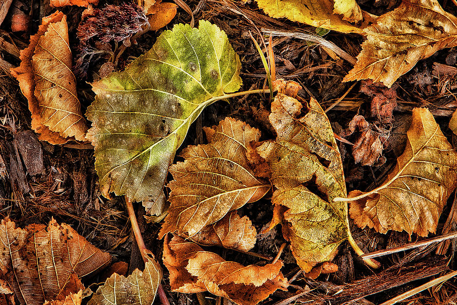 Fall Photograph - Scattered About by Steve Sullivan