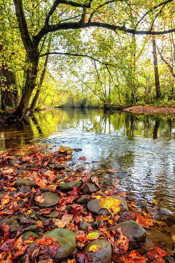 Scattered Leaves at the River Photograph by Debra and Dave Vanderlaan