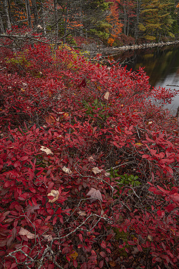 Scattered Leaves on Red Huckleberry Bushes Photograph by Irwin Barrett