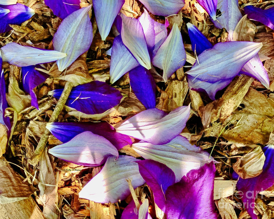 Scattered Petals Photograph by Kathy M Krause