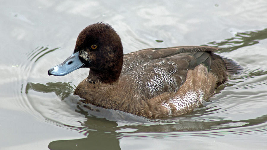 Scaup - Female 04 Photograph by Pamela Critchlow - Fine Art America