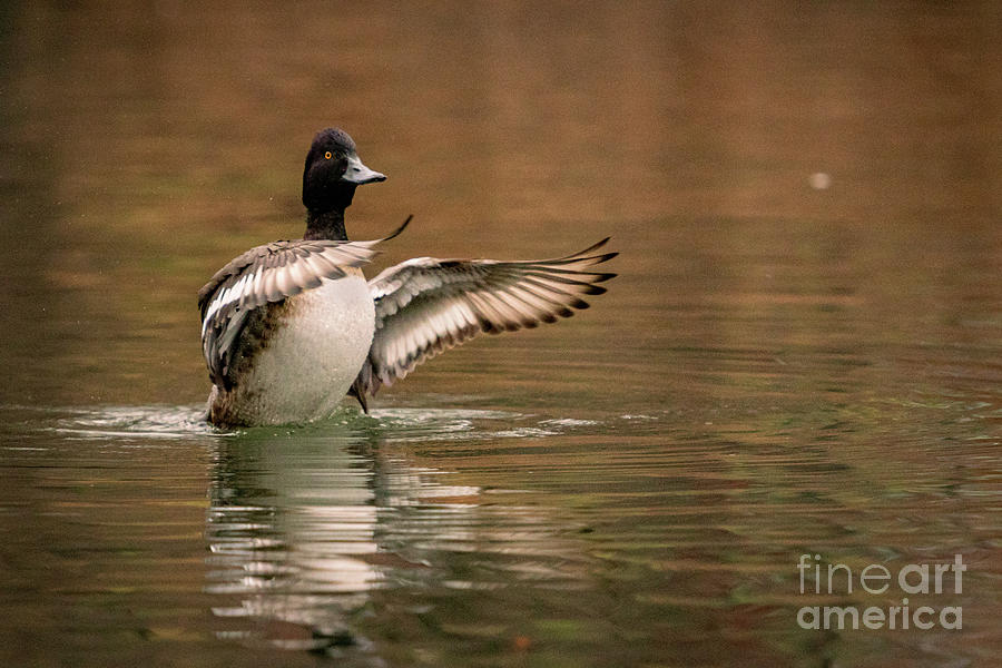Scaup in the Water I Photograph by Alyssa Tumale
