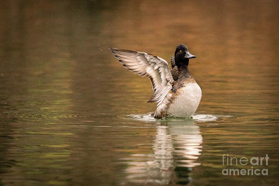 Scaup in the Water II Photograph by Alyssa Tumale
