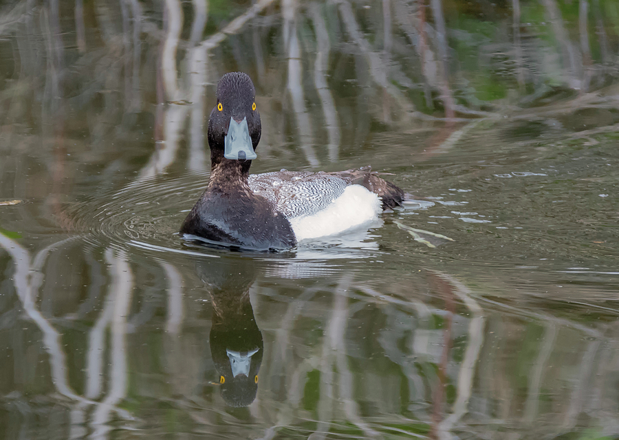Scaup Looking at You Photograph by Loree Johnson