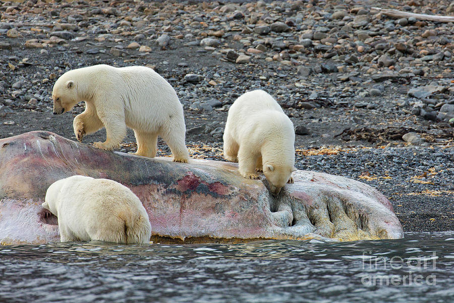Scavenging Polar Bears Photograph by Arterra Picture Library