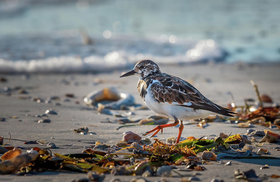 Scavenging Sanderling Photograph by Michael Smith