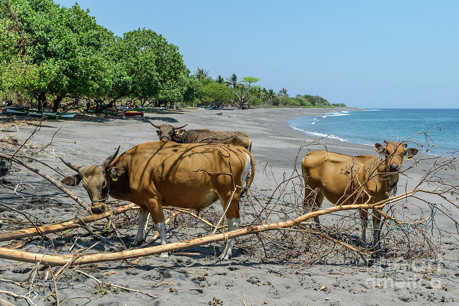 Scene from Timor-Leste 11 Photograph by Werner Padarin