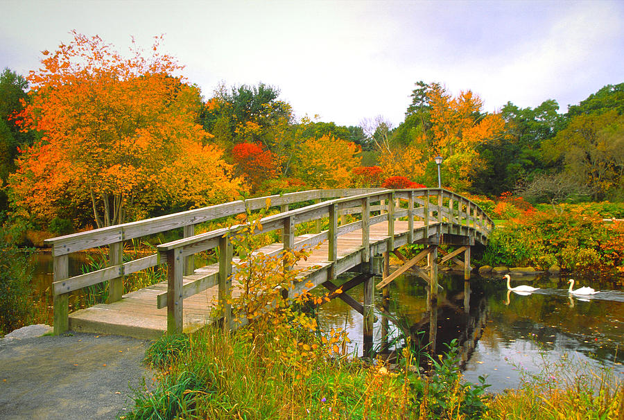 Scenic Autumn bridge with Swans Photograph by DenisTangneyJr