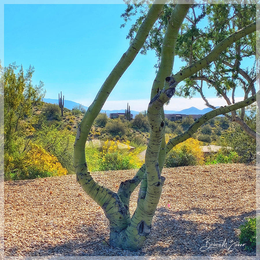 Tree Photograph - Scenic Desert View by Barbara Zahno