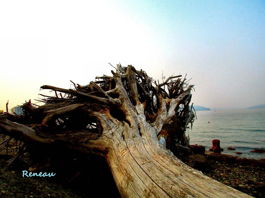 Scenic Driftwood Photograph by A L Sadie Reneau