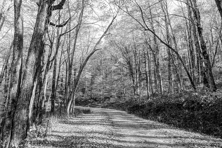 Scenic Drive into Autumn Black and White Photograph by Debra and Dave ...