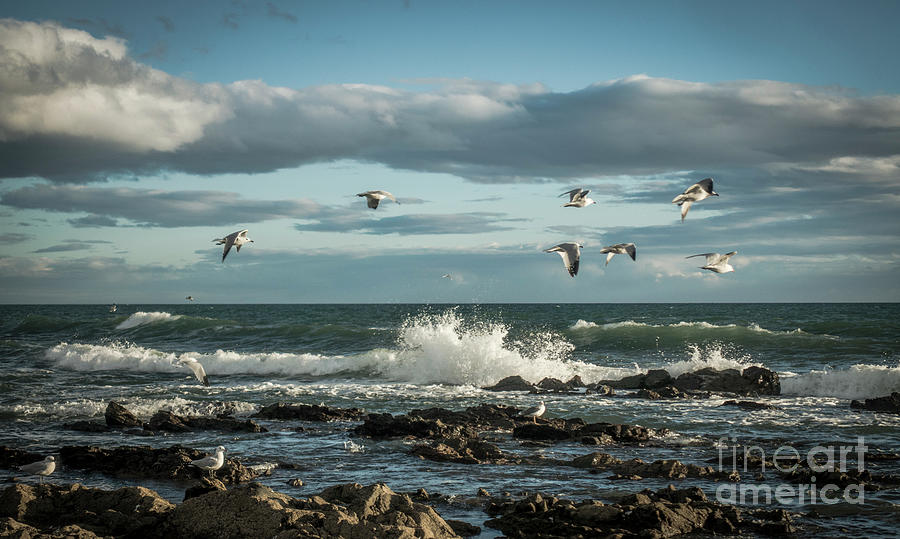Scenic seascape with gulls Photograph by Perry Van Munster