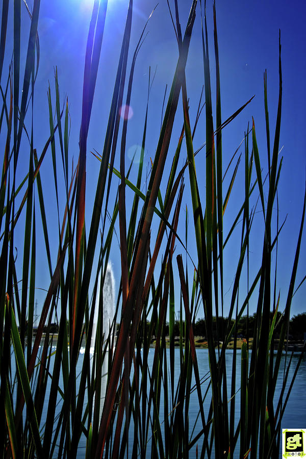 Scenic Shore through the Reeds Photograph by George Taylor