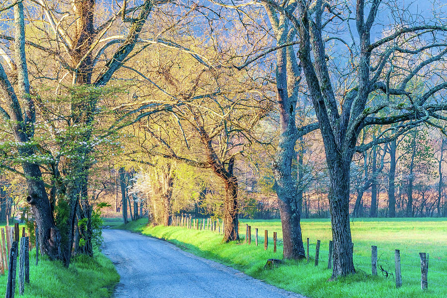 Scenic Sparks Lane Photograph by Stefan Mazzola - Fine Art America