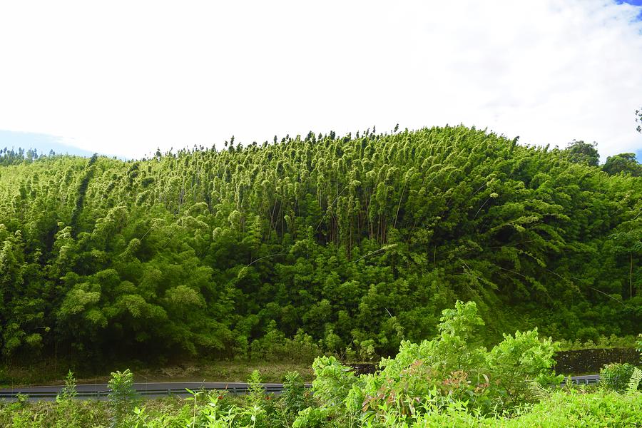 Bamboo Forest@Waikamoi Ridge,Hana Photograph by Bnte Creations