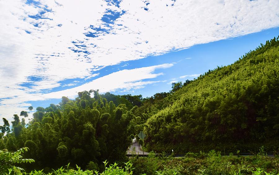 Bamboo Forest II@Waikamoi Ridge,Hana Photograph by Bnte Creations