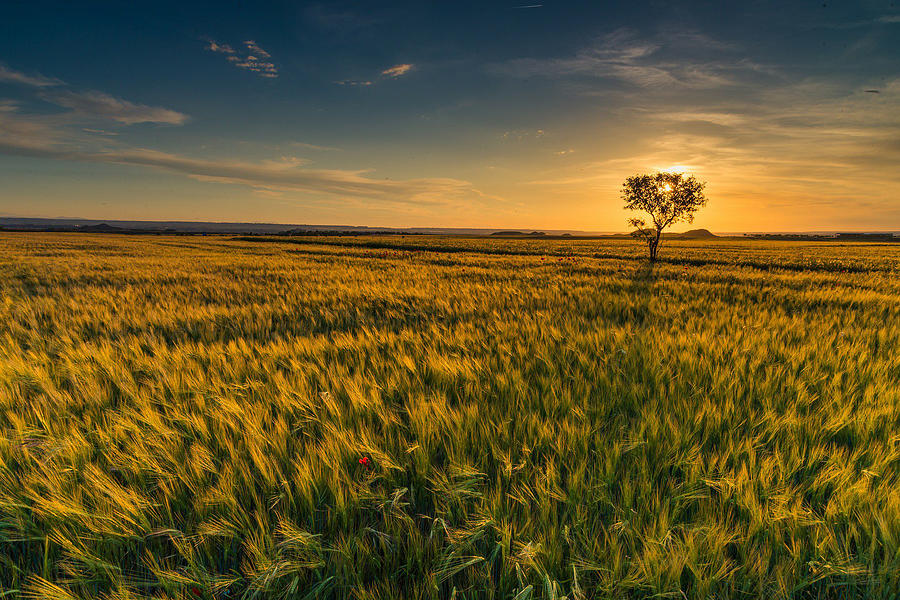 Scenic View Of Farm Against Sky During Sunset Photograph by Ralf Schastok / EyeEm Scenic View Of Farm Against Sky During Sunset Photograph by Ralf Schastok / EyeEm