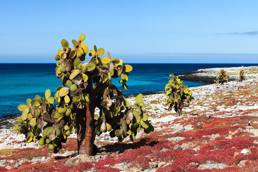 Scenic view of giant cactus infront of a sunny blue sky and the ocean on Santa Cruz Island, Galapagos Islands Photograph by Markus Gebauer Photography
