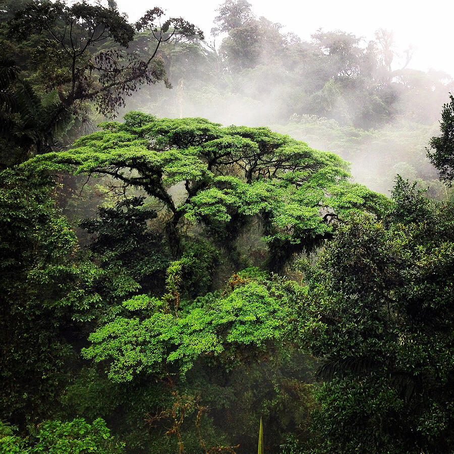 Scenic view of rain forest Photograph by Joe Belovich / FOAP