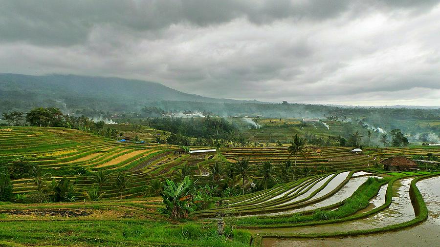Scenic View Of Rice Paddy Field Against Cloudy Sky Photograph by Joseph Jeanmart / EyeEm Scenic View Of Rice Paddy Field Against Cloudy Sky Photograph by Joseph Jeanmart / EyeEm
