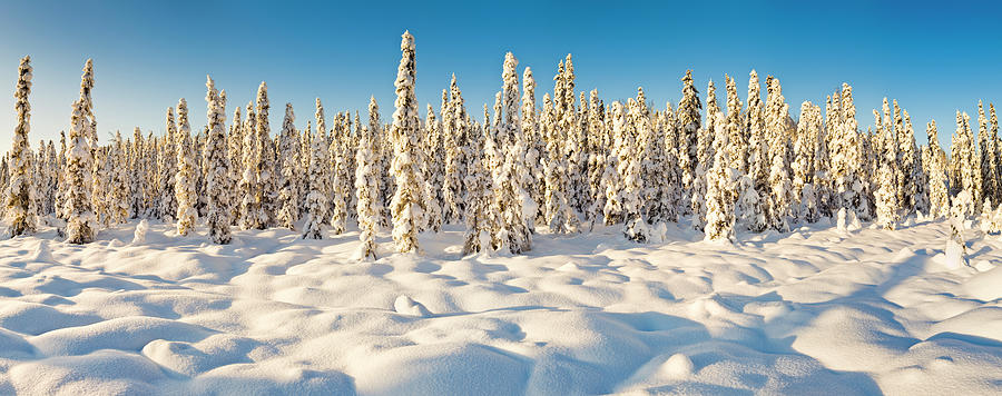 Scenic winter landscape, Alaska, USA Photograph by Panoramic Images