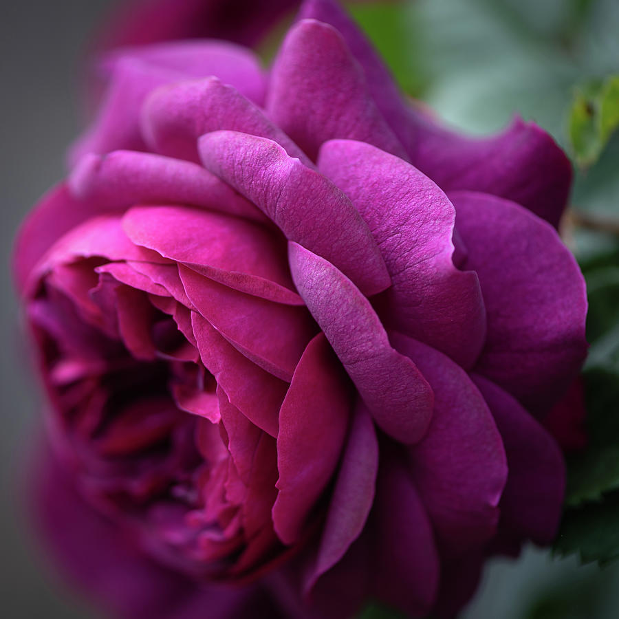 Scent of a Rose Photograph by Laura Macky