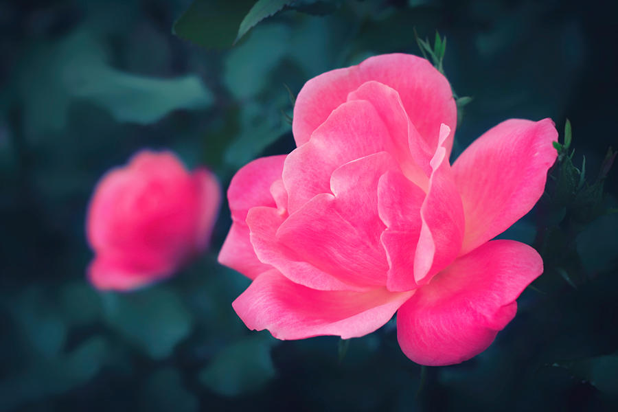 Nature Photograph - Scent Of Rose by Iryna Goodall