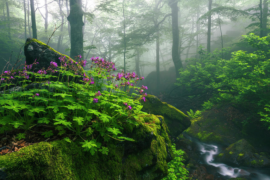 Scent of Spring Photograph by Evgeni Dinev