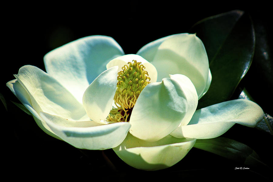 Scent of the Magnolia Photograph by Dale R Carlson