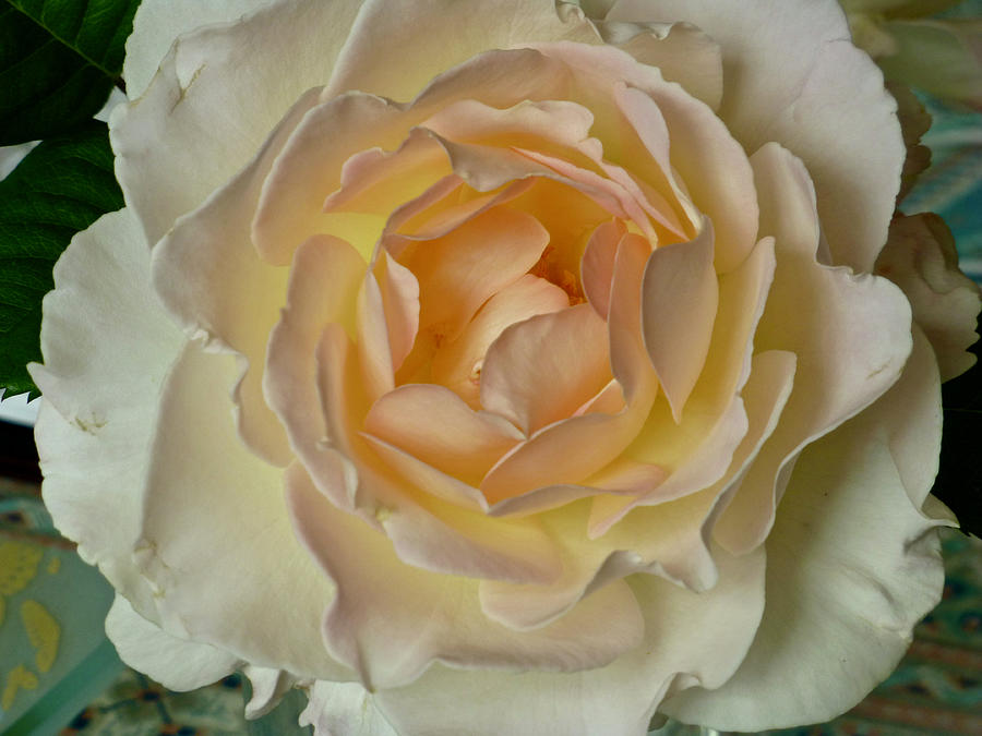 Scented Rose Photograph by Amelia Racca