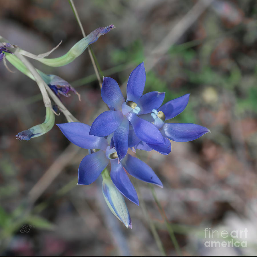 Scented Sun Orchid #3 Photograph by Elaine Teague