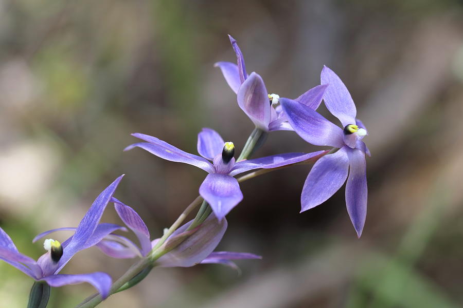 Orchid Photograph - Scented Sun Orchid by Michaela Perryman