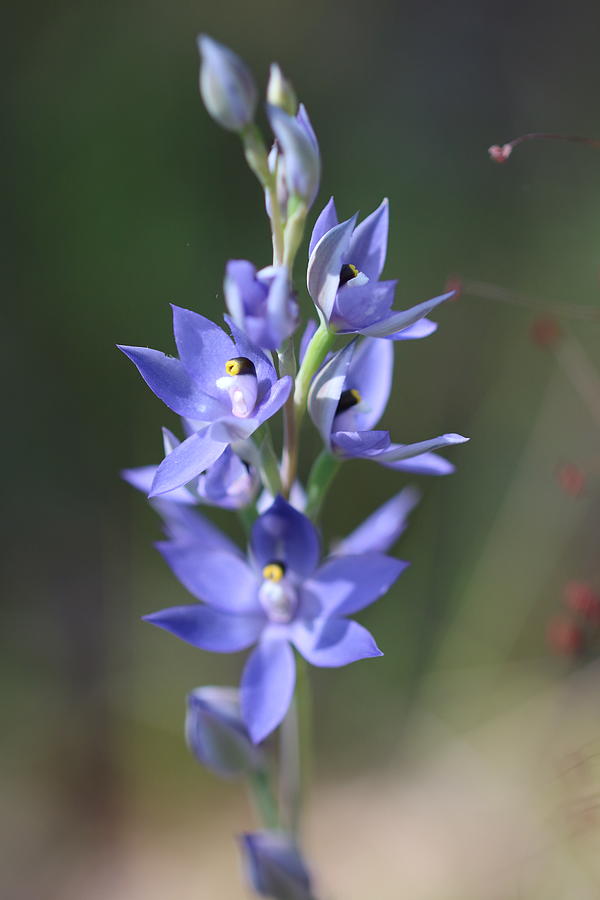 Scented Sun Orchid Spike Photograph